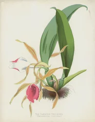 Le Trichopil Carmin, Trichopilia Coccinea
